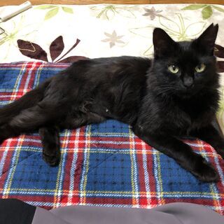 譲渡決定！ふわふわな美人猫🐈ルナ☾