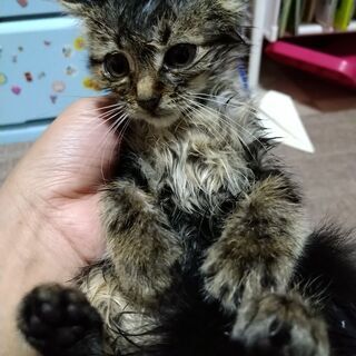 譲渡先決定　　キジトラ　約1ヶ月半　オス - 里親募集