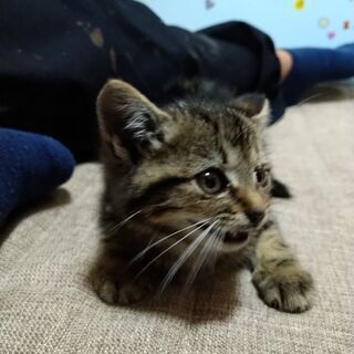 譲渡先決定　　キジトラ　約1ヶ月半　オス - 猫
