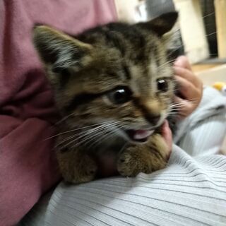 譲渡先決定　　キジトラ　約1ヶ月半　オス - 鴨川市