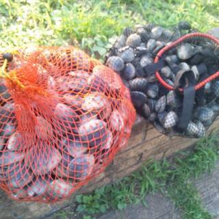 自然遊び未初級者向け　釣り、潮干狩り体験、勉強会、基本技術、安全講習♪　 の画像