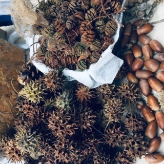 木の実色々
