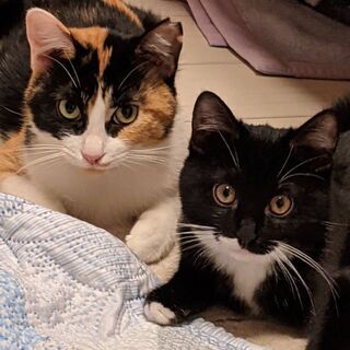 くつ下はいたクロ猫君と、黒三毛ちゃん
