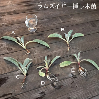 ラムズイヤー挿し木苗