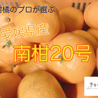 興居島みかん（中手温州みかん）配達します！