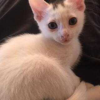 捨て猫保護里親募集