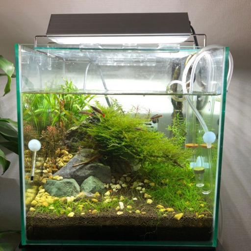 熱帯魚水槽セット　30cm x 30cm x 30cm