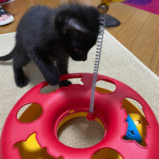 黒猫メス　里親様決まりました