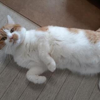 ３匹の里親募集！(2匹里親決定しました！) − 福島県