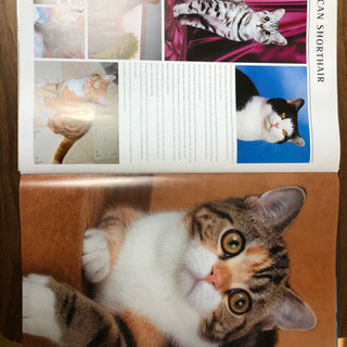 取引中！大きなネコの写真集　CAT  アリスブックランドの画像