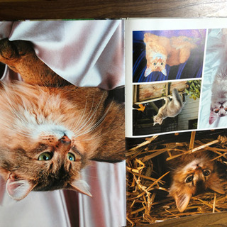 取引中！大きなネコの写真集　CAT  アリスブックランドの画像