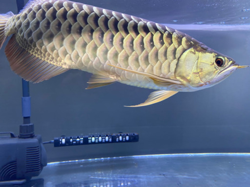 熱帯魚