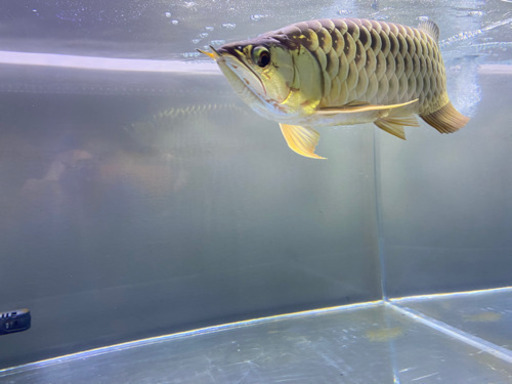 熱帯魚