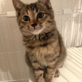 ムギワラ模様の女の子生後3ヶ月半