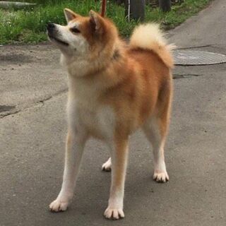 1歳の女の子です