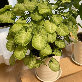 あげます　観葉植物　シンゴニウム