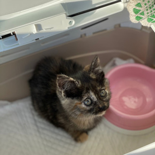 とっても可愛いサビ猫ちゃんです🐈‍⬛