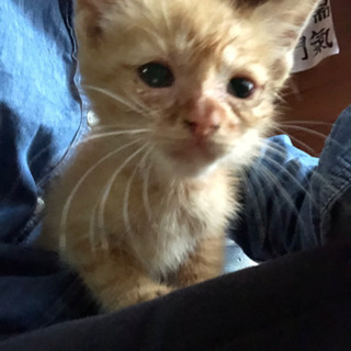 家の敷地内にいました！！！まだまだ仔猫💕