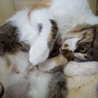 保護猫あくびちゃん（譲渡成立致しました） - 猫
