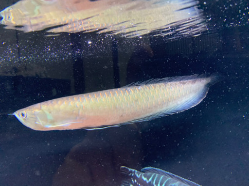 ブラックアロワナ