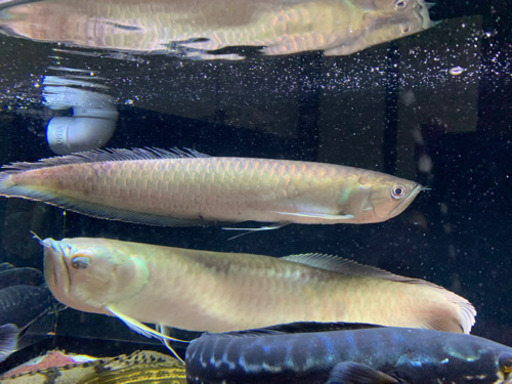 ブラックアロワナ