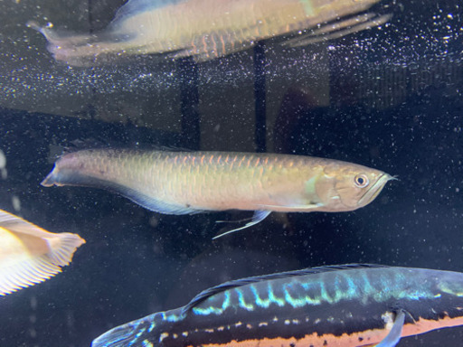 ブラックアロワナ