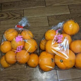【即完売感謝!】食べ比べセット[下津と有田みかん(家庭用)]