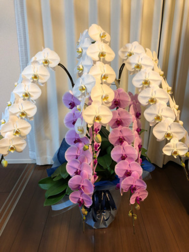 5本立て豪華な胡蝶蘭