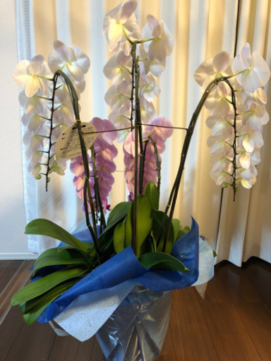 5本立て豪華な胡蝶蘭
