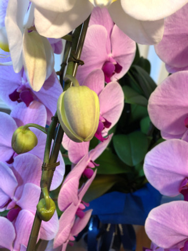 5本立て豪華な胡蝶蘭