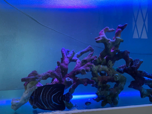 【取り引き終了】オーバーフロー水槽セット