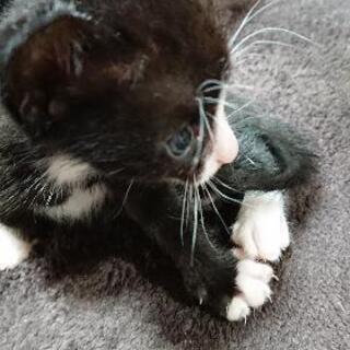 保護した猫ちゃんが子供を産みました