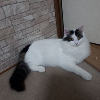 No.8　優しい里親さんを探しています。