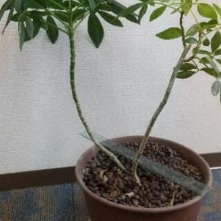 取引終了 カポック シェフレラ 観葉植物 あげます 重いです