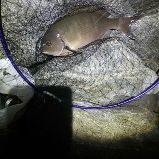 甑島での尾長グレ釣り