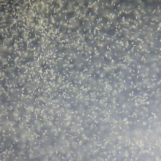 約1.5Lのゾウリムシが入った水の画像