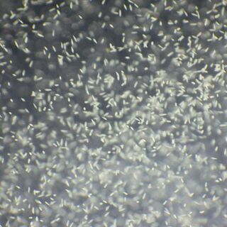 約1.5Lのゾウリムシが入った水の画像