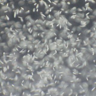 約1.5Lのゾウリムシが入った水の画像