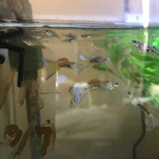 グッピーの稚魚