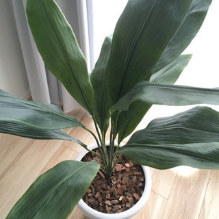 人工観葉植物　フェイク　大型の画像