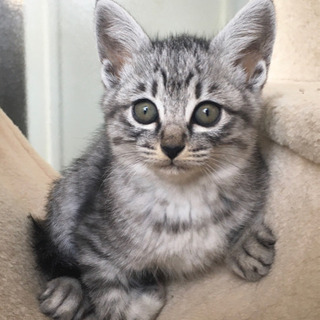 生後2ヶ月　おっとりかわいいキジ猫　雌