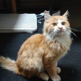 手の掛からないイイ子猫です。里親急募集