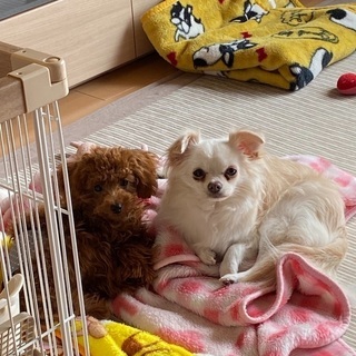 犬友募集！