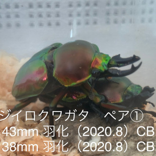 ニジイロクワガタ（ノーマル） ３令後期幼虫〜前蛹