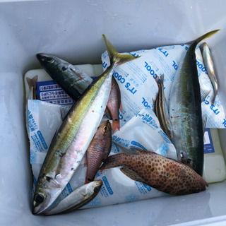 海釣り仲間いませんか？