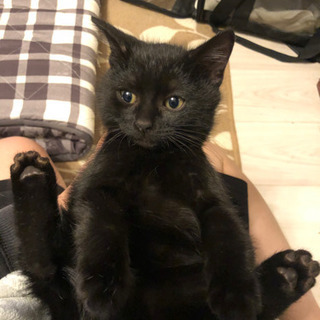 側溝に落ちていた子猫←全員里親様見つかりました★