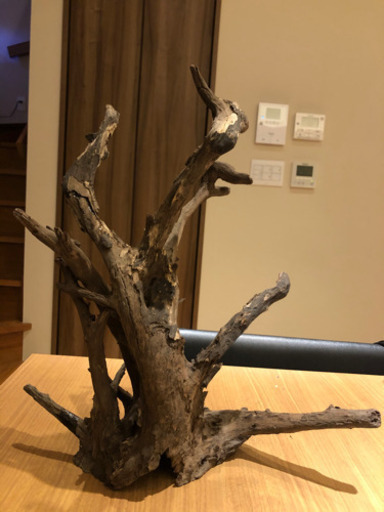 アク抜き流木　特大