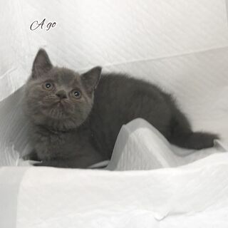 ブリティッシュショートヘア子猫●●●お願い→　本文をよくご覧下さ...