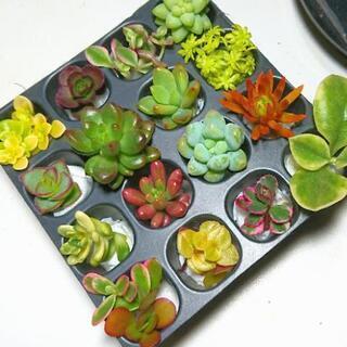 多肉植物 16カット苗セット【育成説明書付き】⑥の画像
