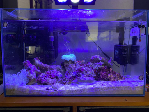 Red sea ORCA reef nano オプティマス　レッドシー